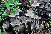 Coprinus disseminatus